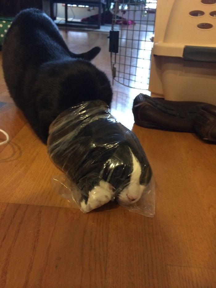 161 Cats Who Immediately Regretted Their Poor Life Choices 161 Cats Who Immediately Regretted Their Poor Life Choices