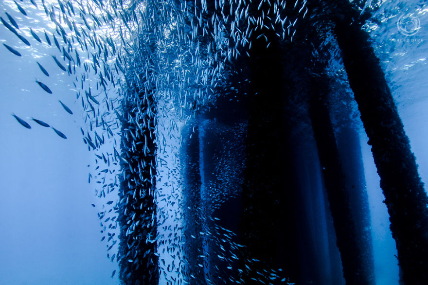 I Photographed An Underwater Forest In Bali