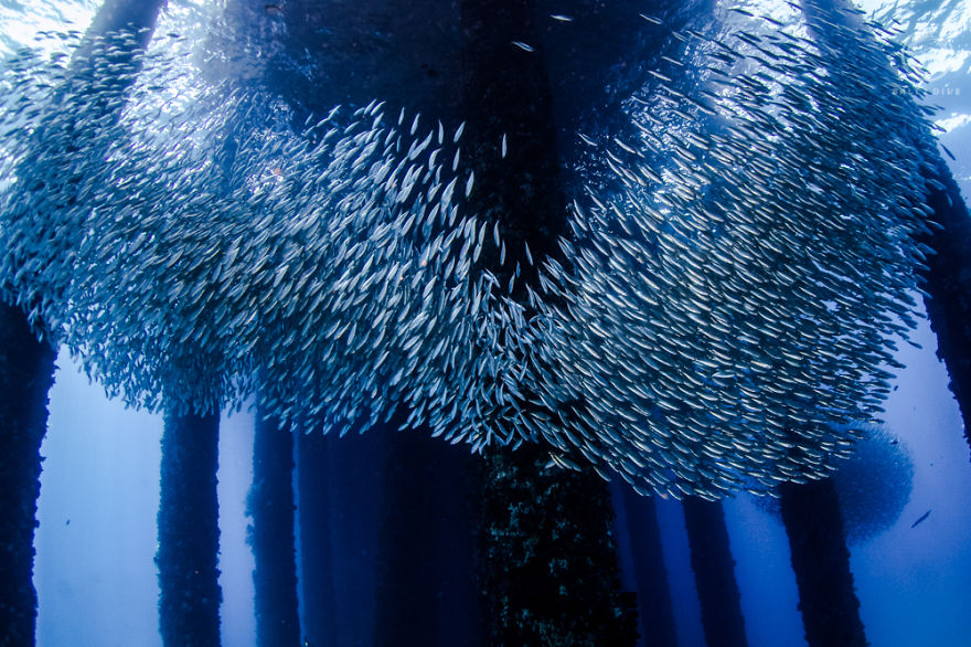 I Photographed An Underwater Forest In Bali