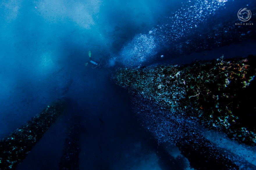 I Photographed An Underwater Forest In Bali