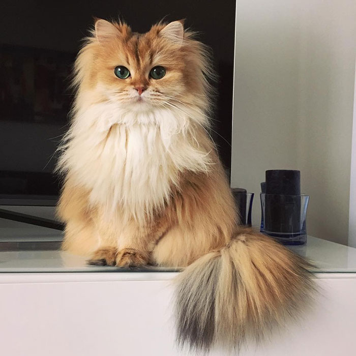 Meet Smoothie, The World’s Most Photogenic Cat Meet Smoothie, The World’s Most Photogenic Cat