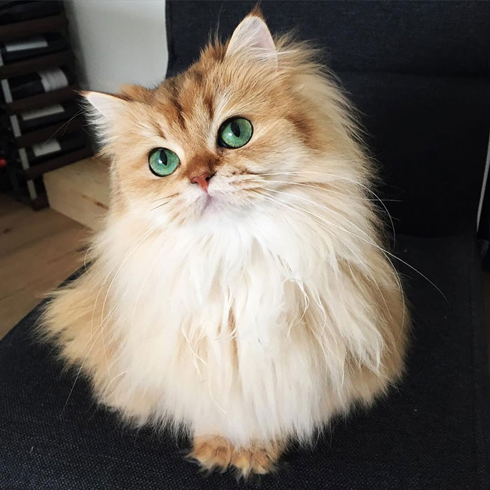 Meet Smoothie, The World’s Most Photogenic Cat Meet Smoothie, The World’s Most Photogenic Cat