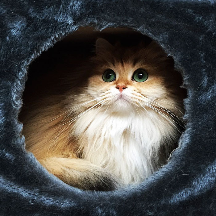 Meet Smoothie, The World’s Most Photogenic Cat Meet Smoothie, The World’s Most Photogenic Cat