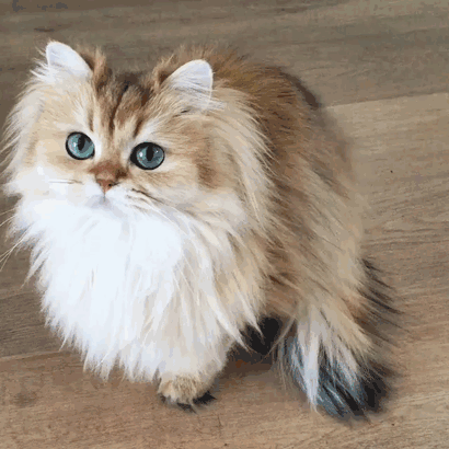 Meet Smoothie, The World’s Most Photogenic Cat Meet Smoothie, The World’s Most Photogenic Cat