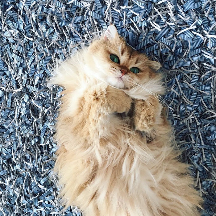 Meet Smoothie, The World’s Most Photogenic Cat Meet Smoothie, The World’s Most Photogenic Cat