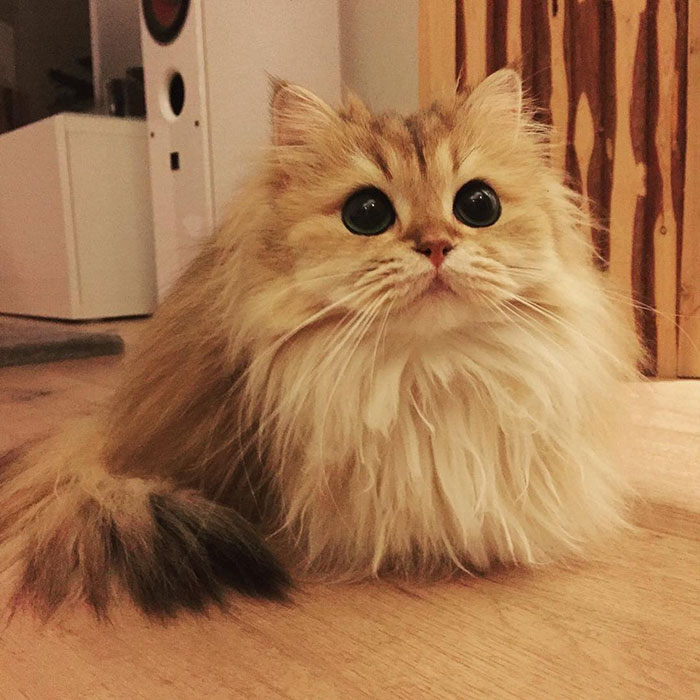 Meet Smoothie, The World’s Most Photogenic Cat Meet Smoothie, The World’s Most Photogenic Cat