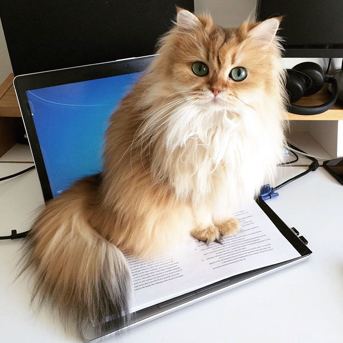 Meet Smoothie, The World’s Most Photogenic Cat Meet Smoothie, The World’s Most Photogenic Cat