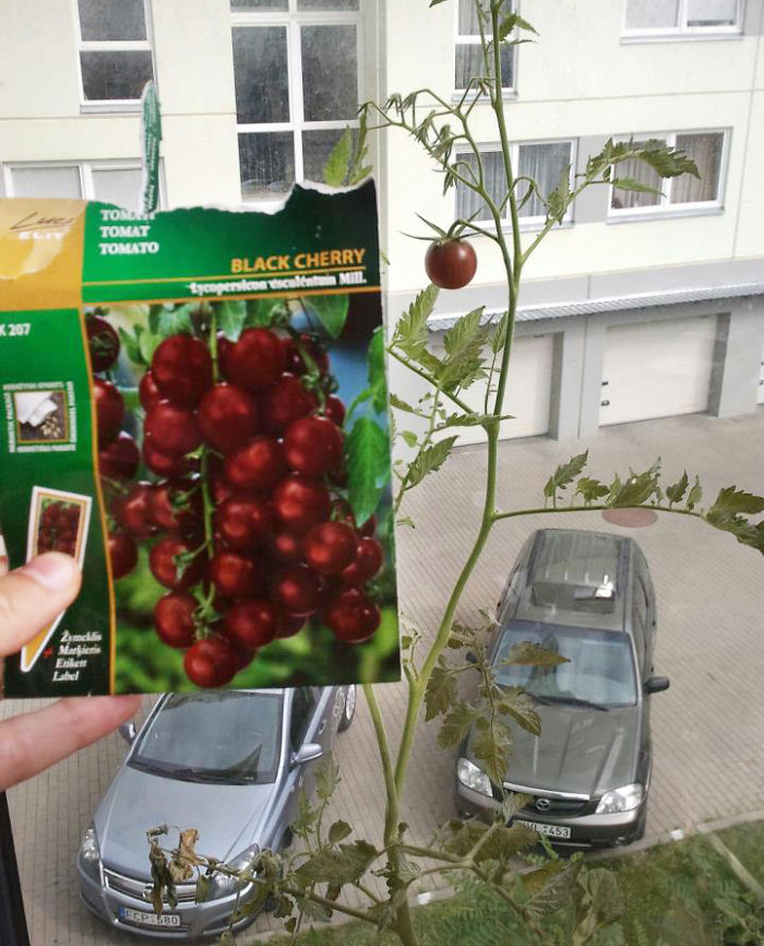 Ads Vs Reality: 101 Hilarious Examples Of False Advertising