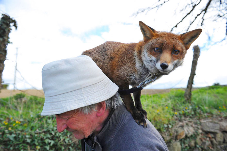 This Man Rescued These Foxes And Now They Won&#8217;t Leave His Side