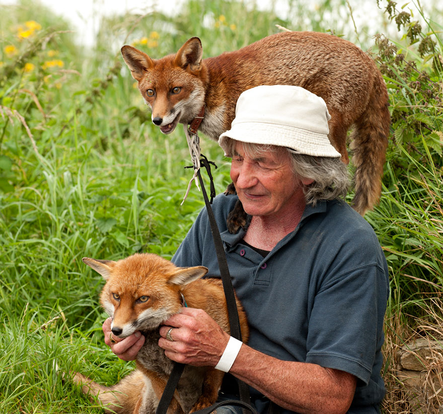 This Man Rescued These Foxes And Now They Won&#8217;t Leave His Side