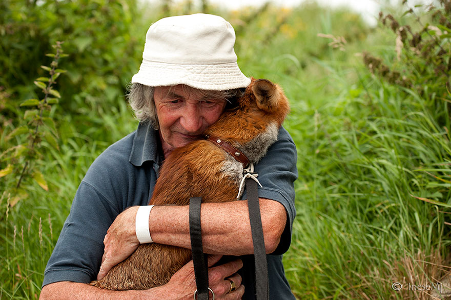 This Man Rescued These Foxes And Now They Won&#8217;t Leave His Side