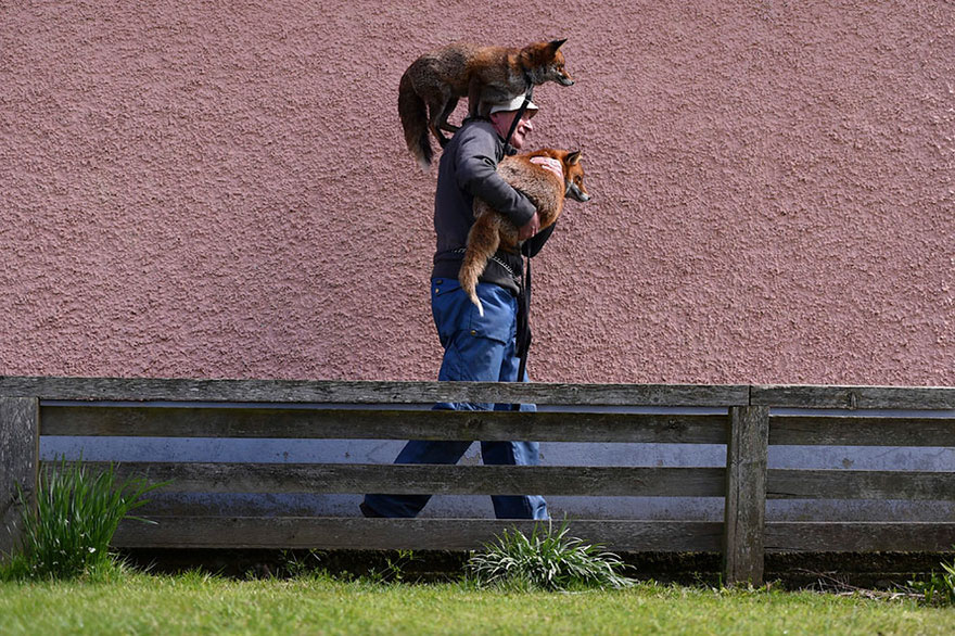 This Man Rescued These Foxes And Now They Won&#8217;t Leave His Side