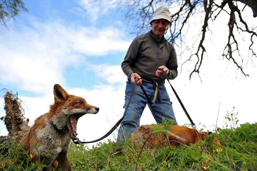 This Man Rescued These Foxes And Now They Won&#8217;t Leave His Side