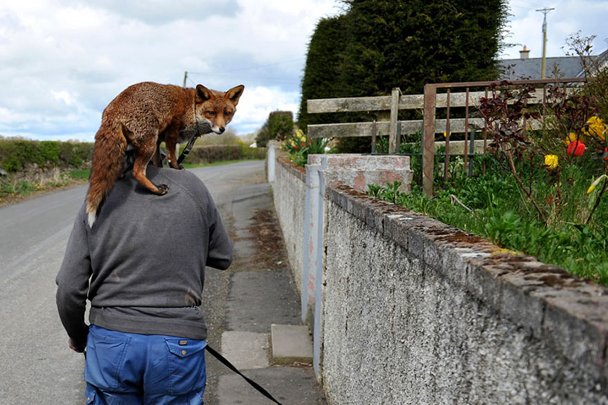 This Man Rescued These Foxes And Now They Won&#8217;t Leave His Side