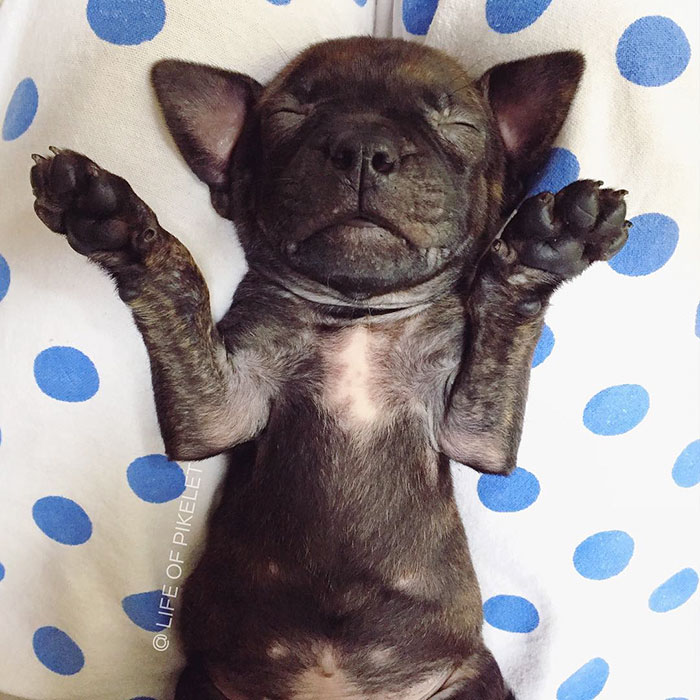 Rescue Dogs Adopt Potato