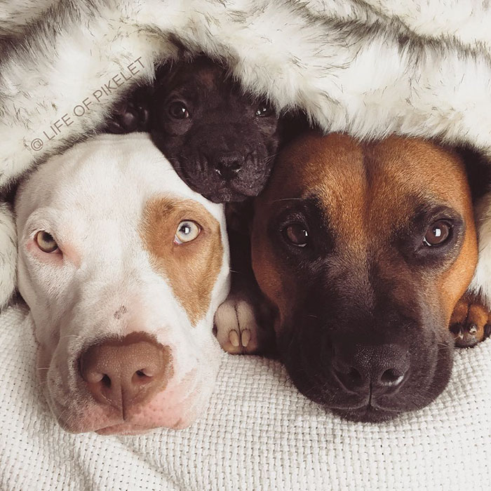 Rescue Dogs Adopt Potato