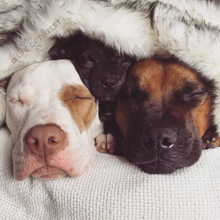 Rescue Dogs Adopt Potato