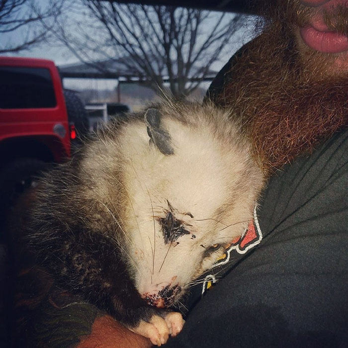 Pregnant Opossum Found “Dead” Hugs The Human That Saved Her Life Pregnant Opossum Found “Dead” Hugs The Human That Saved Her Life