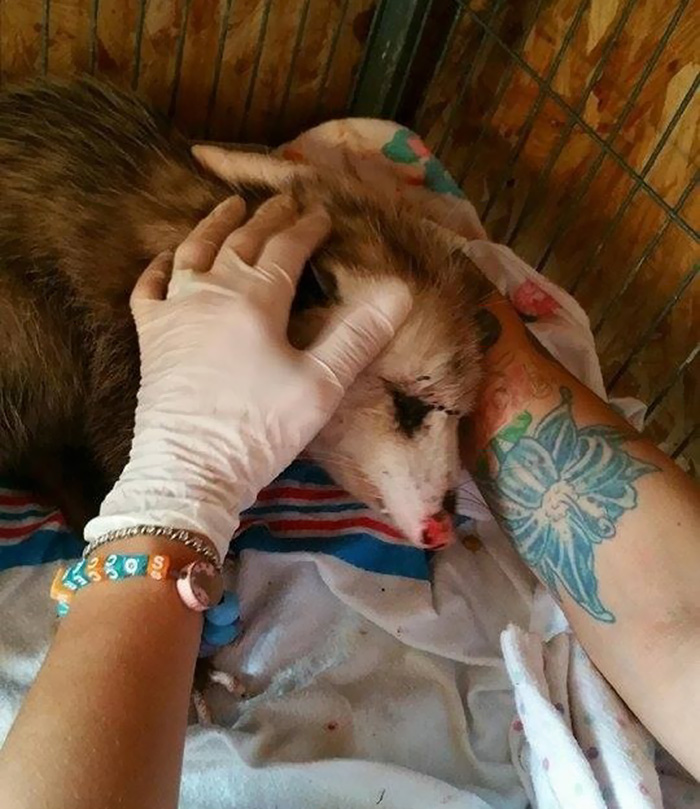 Pregnant Opossum Found “Dead” Hugs The Human That Saved Her Life Pregnant Opossum Found “Dead” Hugs The Human That Saved Her Life