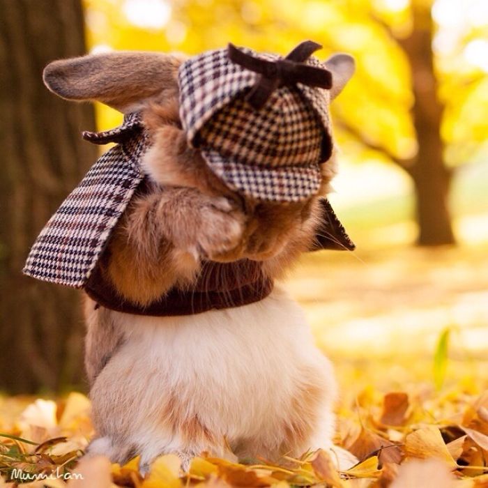 Meet PuiPui, The World’s Most Stylish Bunny (34 Pics) Meet PuiPui, The World’s Most Stylish Bunny (34 Pics)