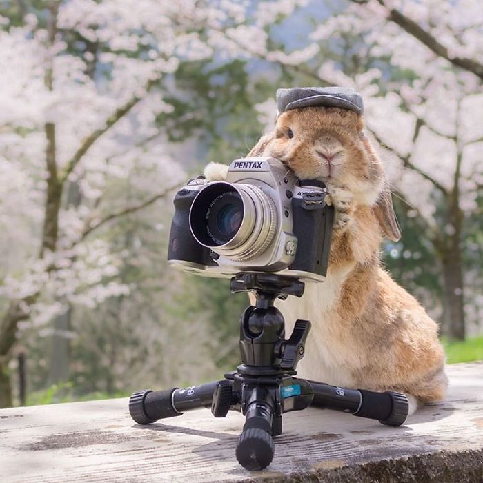Meet PuiPui, The World’s Most Stylish Bunny (34 Pics) Meet PuiPui, The World’s Most Stylish Bunny (34 Pics)