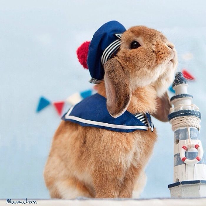 Meet PuiPui, The World’s Most Stylish Bunny (34 Pics) Meet PuiPui, The World’s Most Stylish Bunny (34 Pics)