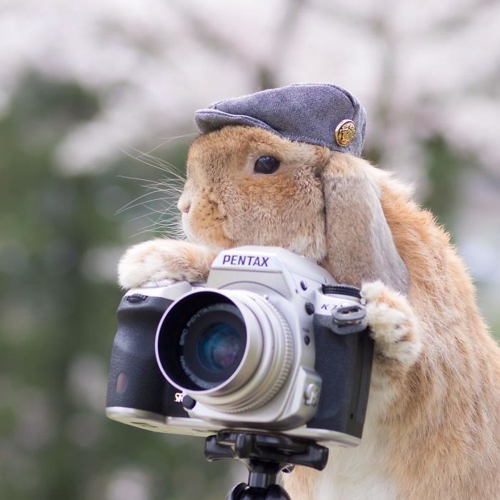 Meet PuiPui, The World’s Most Stylish Bunny (34 Pics) Meet PuiPui, The World’s Most Stylish Bunny (34 Pics)