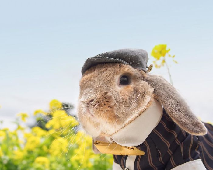 Meet PuiPui, The World’s Most Stylish Bunny (34 Pics) Meet PuiPui, The World’s Most Stylish Bunny (34 Pics)