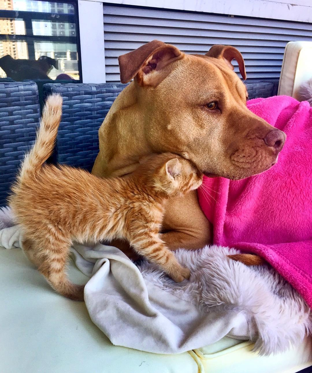 Rescue Pit Bull Gets His Own Kitty, Loves Her Like A Daughter Rescue Pit Bull Gets His Own Kitty, Loves Her Like A Daughter
