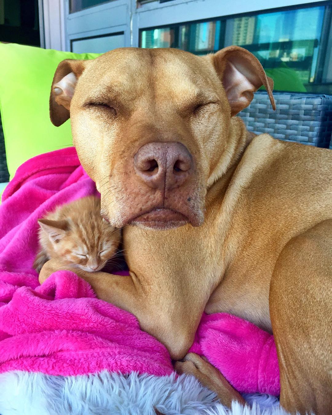 Rescue Pit Bull Gets His Own Kitty, Loves Her Like A Daughter Rescue Pit Bull Gets His Own Kitty, Loves Her Like A Daughter