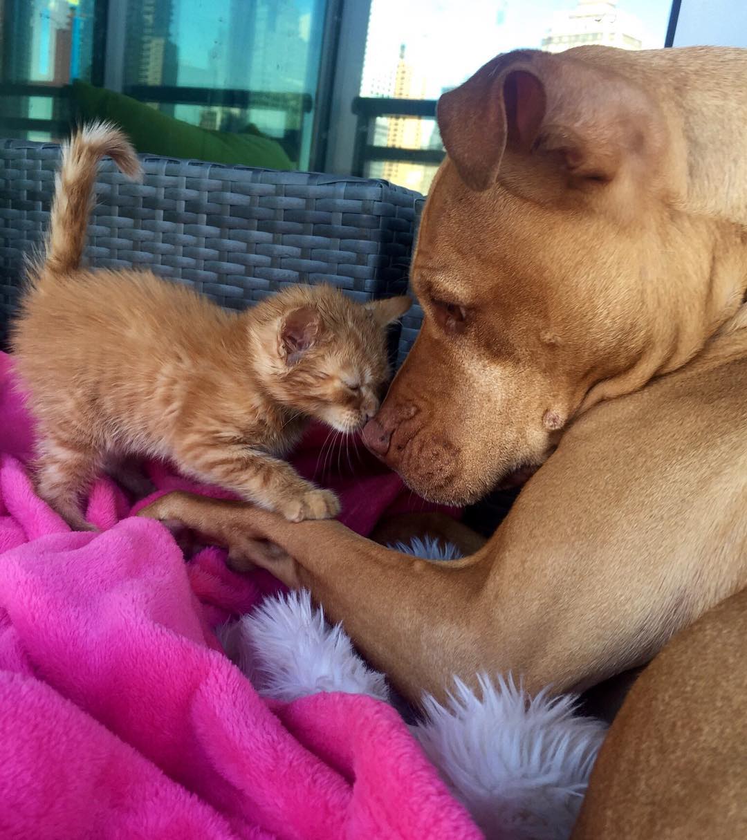 Rescue Pit Bull Gets His Own Kitty, Loves Her Like A Daughter Rescue Pit Bull Gets His Own Kitty, Loves Her Like A Daughter