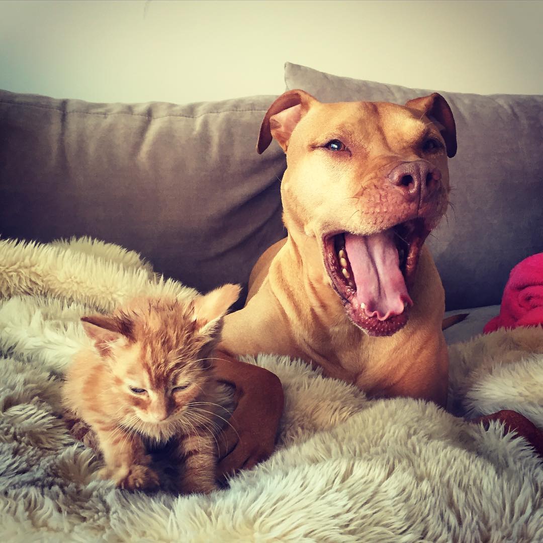 Rescue Pit Bull Gets His Own Kitty, Loves Her Like A Daughter Rescue Pit Bull Gets His Own Kitty, Loves Her Like A Daughter