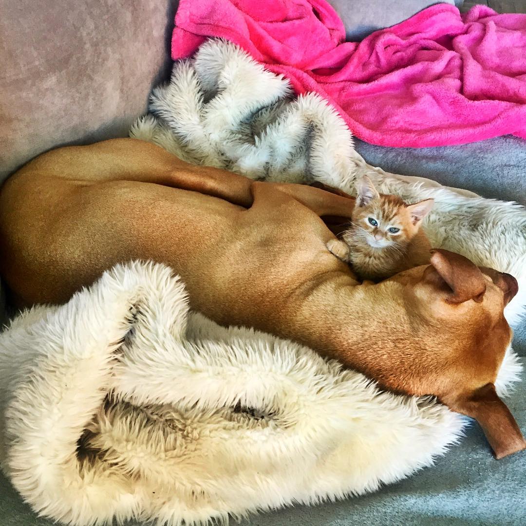 Rescue Pit Bull Gets His Own Kitty, Loves Her Like A Daughter Rescue Pit Bull Gets His Own Kitty, Loves Her Like A Daughter