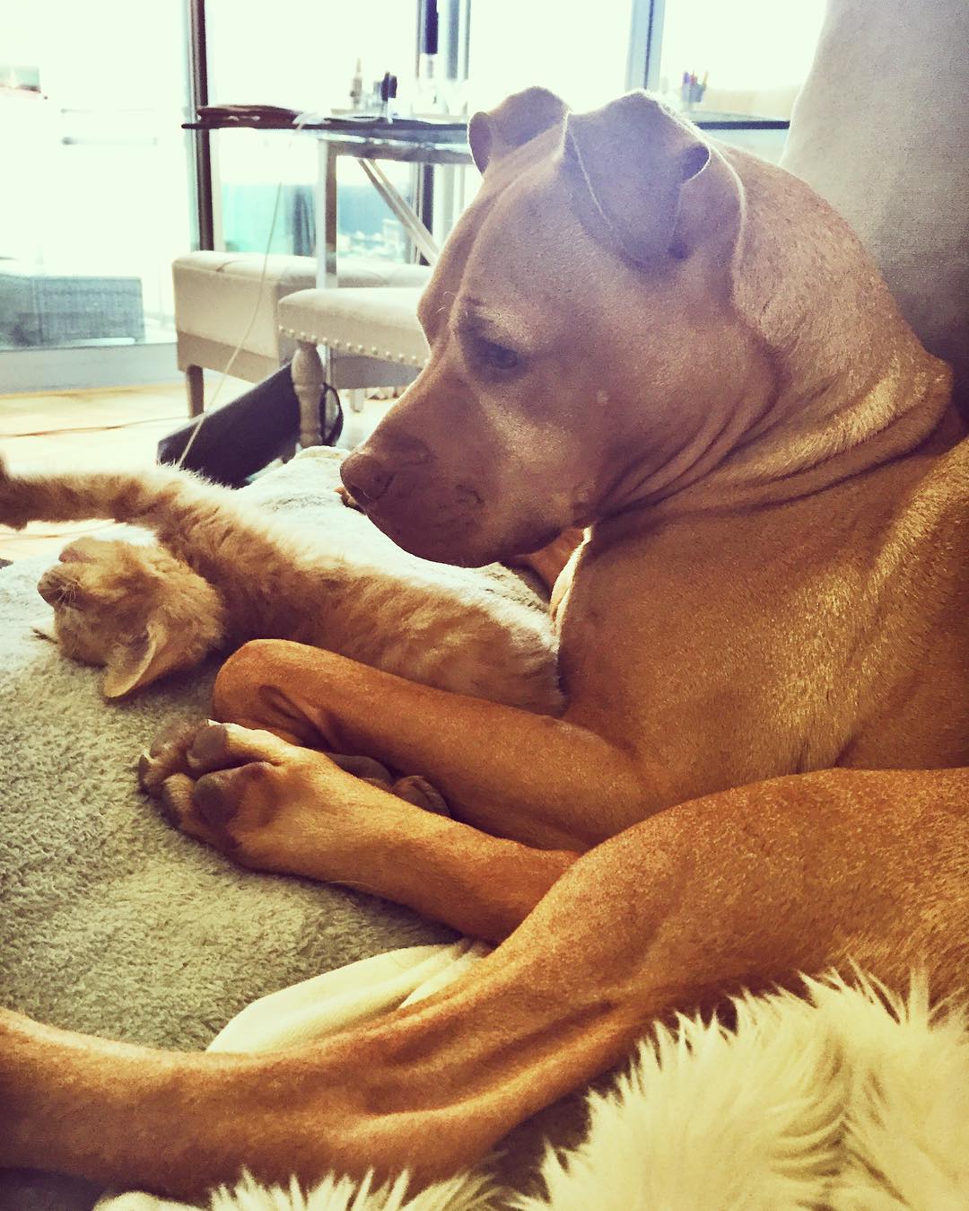 Rescue Pit Bull Gets His Own Kitty, Loves Her Like A Daughter Rescue Pit Bull Gets His Own Kitty, Loves Her Like A Daughter