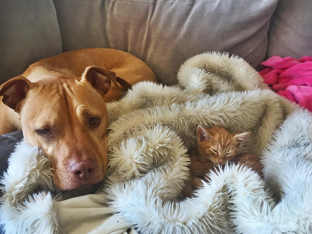 Rescue Pit Bull Gets His Own Kitty, Loves Her Like A Daughter Rescue Pit Bull Gets His Own Kitty, Loves Her Like A Daughter