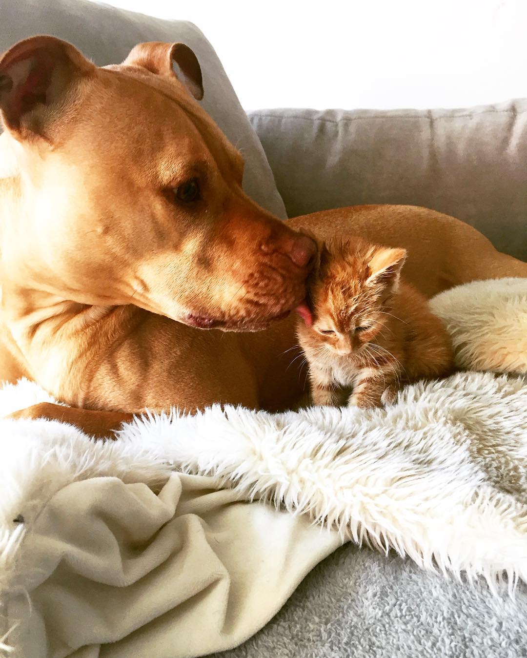 Rescue Pit Bull Gets His Own Kitty, Loves Her Like A Daughter Rescue Pit Bull Gets His Own Kitty, Loves Her Like A Daughter