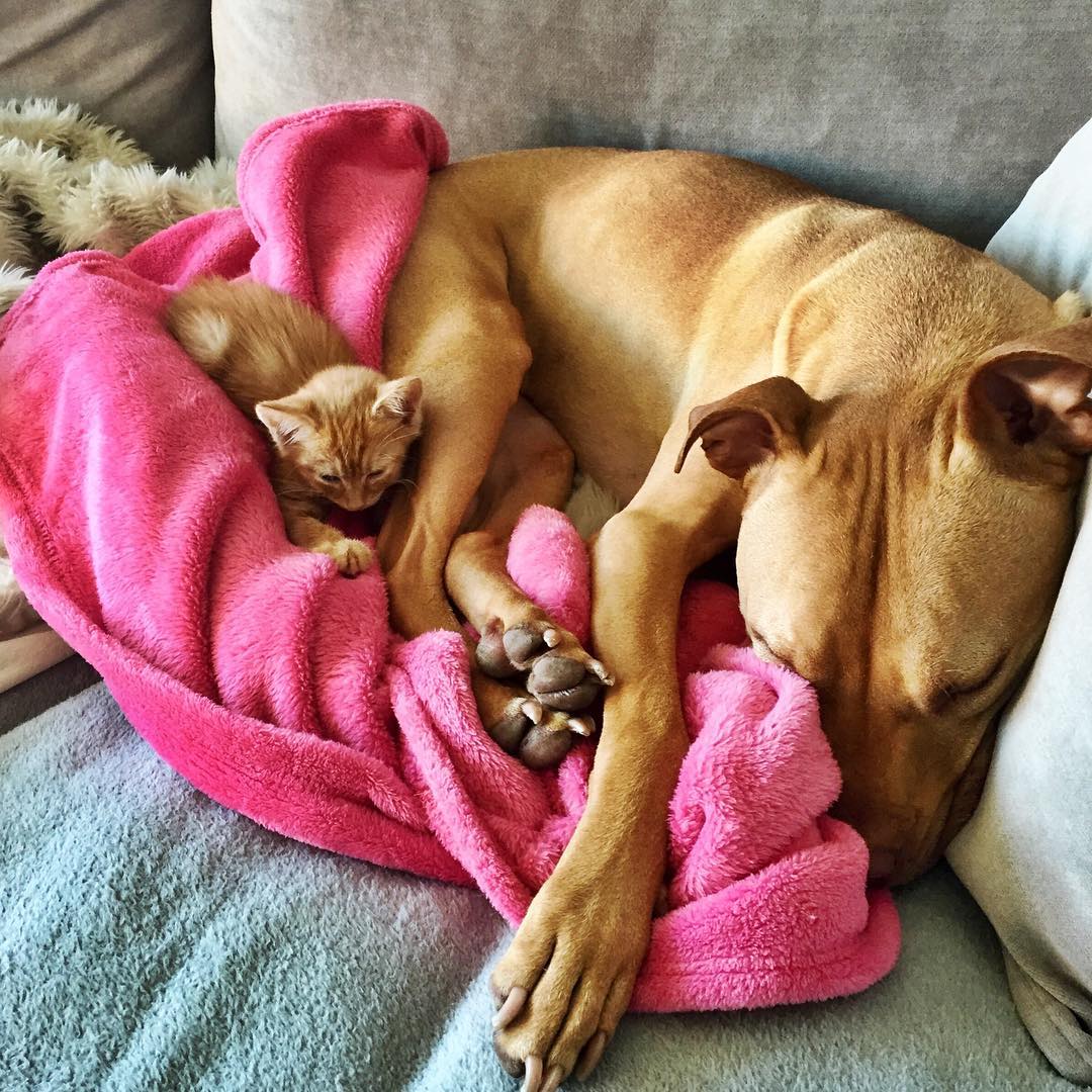 Rescue Pit Bull Gets His Own Kitty, Loves Her Like A Daughter Rescue Pit Bull Gets His Own Kitty, Loves Her Like A Daughter