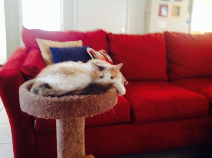 45 Cats With Googly Eyes Prove You Don’t Have To Be Purrfect To Be Loved 45 Cats With Googly Eyes Prove You Don’t Have To Be Purrfect To Be Loved