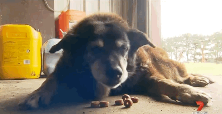 World&#8217;s Oldest Dog Maggie Dies Aged 30