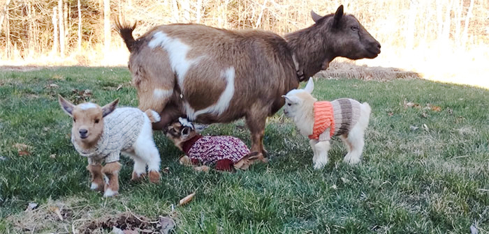 3 Newborn Goats Get Tiny Hand-Knit Sweaters To Stay Warm