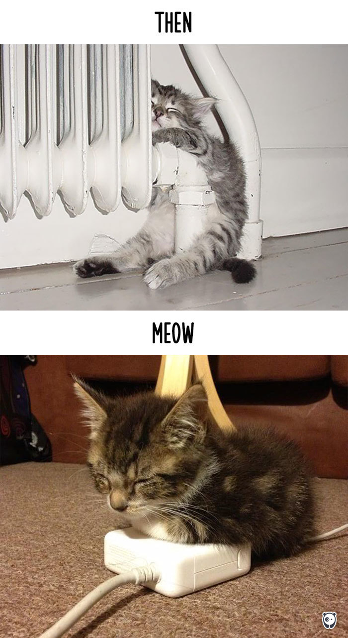 Then vs Meow: How Technology Has Changed Cats’ Lives (15 Pics) Then vs Meow: How Technology Has Changed Cats’ Lives (15 Pics)
