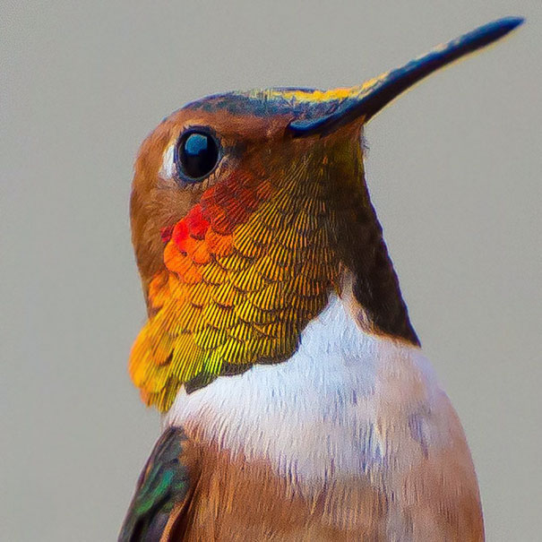 This Instagrammer Captures The Tiny Beauty Of Hummingbirds In Her Backyard