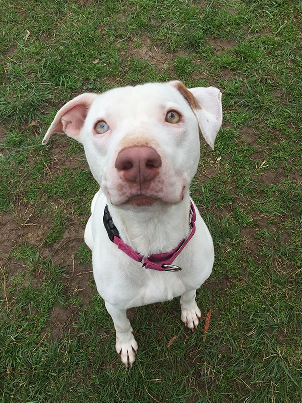Abandoned Dog Can’t Stop Smiling Since He Found A New Home Abandoned Dog Can’t Stop Smiling Since He Found A New Home