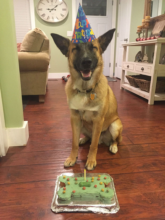 112 Pets Having Better Birthday Parties Than You 112 Pets Having Better Birthday Parties Than You