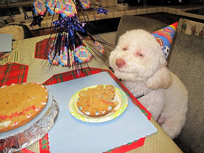 112 Pets Having Better Birthday Parties Than You 112 Pets Having Better Birthday Parties Than You