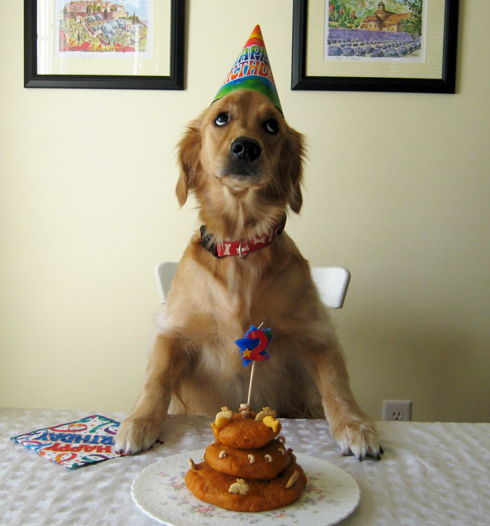 112 Pets Having Better Birthday Parties Than You 112 Pets Having Better Birthday Parties Than You