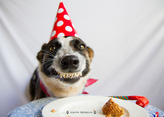 112 Pets Having Better Birthday Parties Than You 112 Pets Having Better Birthday Parties Than You