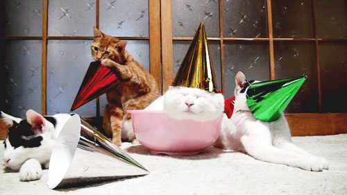 112 Pets Having Better Birthday Parties Than You 112 Pets Having Better Birthday Parties Than You