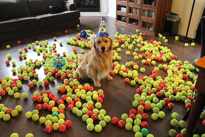 112 Pets Having Better Birthday Parties Than You 112 Pets Having Better Birthday Parties Than You