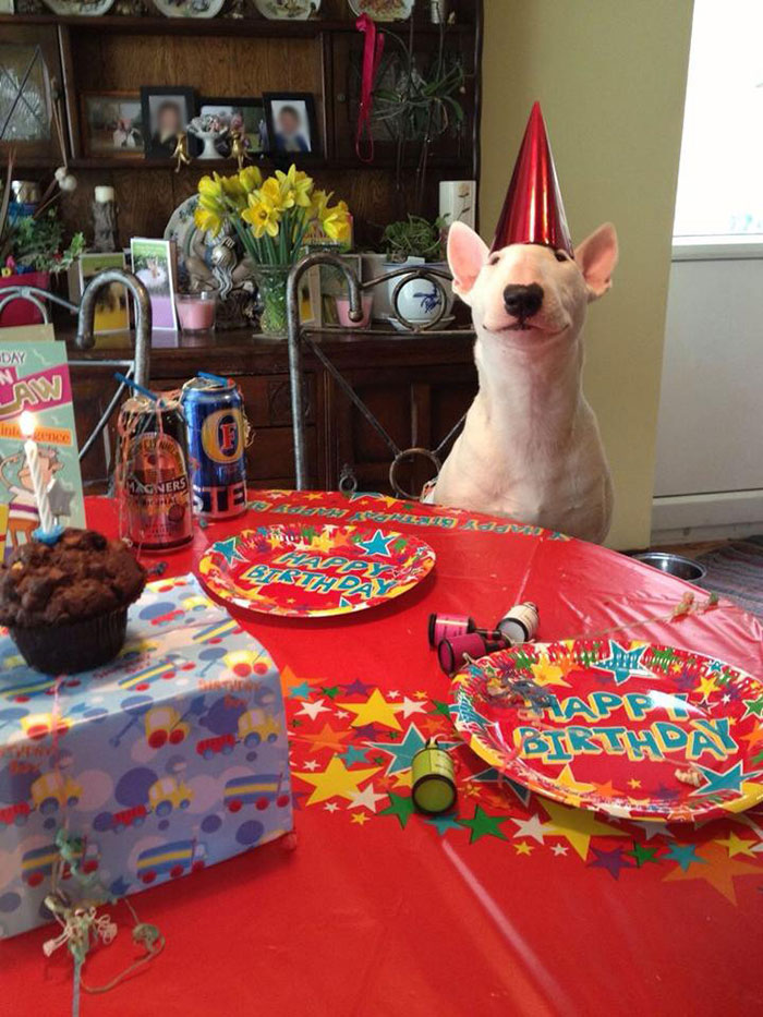 112 Pets Having Better Birthday Parties Than You 112 Pets Having Better Birthday Parties Than You